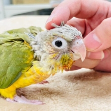 【最新画像更新🪄】わたわたの天使ちゃん‪🫶🏻´-ホオミドリウロコインコ（パイナップル）ヒナ
