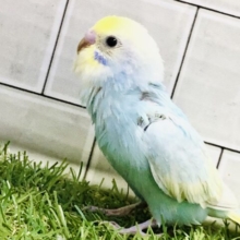 華やかにカラフルレインボー🌈　セキセイインコ