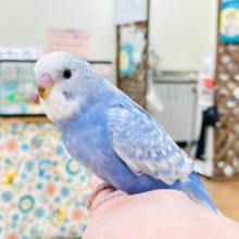 【最新画像更新🪄】るんるん🎵たくさん歩くよ！セキセイインコ（スパングル）ヒナ