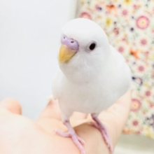 【最新画像更新☆☆】人気のホワイトカラーが降臨！？　セキセイインコ