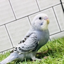 【最新画像更新☆☆】人気な！？渋い鳥さんです　セキセイインコ
