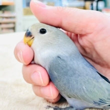 【最新画像更新🪄】かっこいいけど可愛い❤︎コザクラインコ（バイオレット）ヒナ