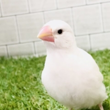 【最新画像更新☆☆】まっ白ボディに心やすらぐ～　白文鳥