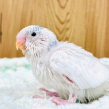 魅惑の真っ白な羽🕊𓂃𓈒 𓂂𓏸セキセイインコ（パイド）ヒナ