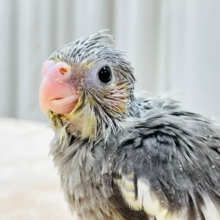 【最新画像更新🪄】手のひらにすっぽり🐣‪🫧オカメインコ（ノーマル）ヒナ