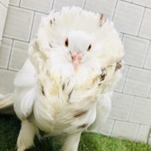 流山店でもついに入舎しました～　ジャコビンバト