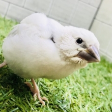 【最新画像更新☆☆】少し大き目なコ？？　シルバー文鳥②