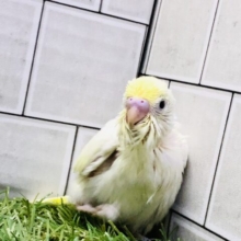 ゴージャスに淡く・・・　セキセイインコ