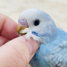 【最新画像更新🪄】気分はモデルさん？！セキセイインコ（スパングル）ヒナ