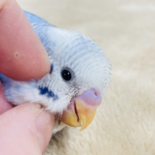 【最新画像更新🪄】わくわく♪好奇心旺盛☆セキセイインコ（パイド）ヒナ