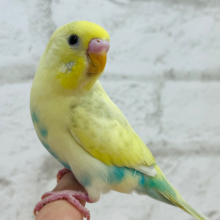 【動画更新🪄】お腹にお空が描かれた！？🖌セキセイインコ(パステルレインボーパイド)