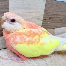 まん丸ボディとピンクのお色が可愛すぎますっ💕アキクサインコのルビノー❣️