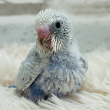 【最新画像更新🪄】わたわたライラックちゃん参上🧚セキセイインコ(ライラック) ヒナ