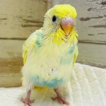 アイドル級ふぇいす♡素敵なお花カラー💐セキセイインコ(パステルカラーレインボーパイド) ヒナ