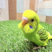 最新画像あります‼️ワタワタ身につけてドヤっと‼️セキセイインコのパイドカラー🌟