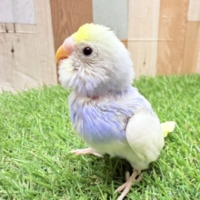 最新画像あります🌟あわ〜く優し〜くいきましょね〜🩵ほわほわさんなセキセイインコのパステルレインボーパイド🌟