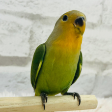 【動画更新🪄もうすぐひとり餌‪☆】フレッシュ🫧採れたて果汁100%🍊コザクラインコ(オレンジフェイス) ヒナ