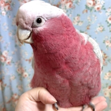 モモイロインコくん男の子！   ( ͜🍑 ･θ･) ͜🍑歩く姿は可愛すぎっ！♡
