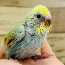 堂々たる風格感じる！？🕶⚡️セキセイインコ(パステルカラーレインボー) ヒナ