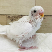 白色キャンバスに描かれる夢は〜？🫧セキセイインコ(ダブルファクター) ヒナ