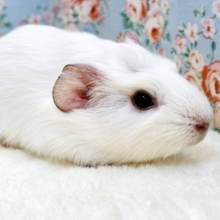 クレステッドモルモット  フロスティ 男の子  ☁️🪽🫧