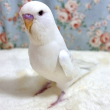 ジャンボセキセイインコ  レースウイング  ☁️🪽🤎