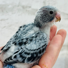 うるうるおめめ♡落ち着きカラー♡セキセイインコ(オパーリン) ヒナ