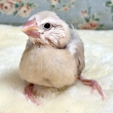 シナモン文鳥  ☕🍩✨️