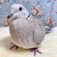 ジュズカケバト  男の子  🕊🍀.∘