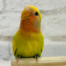 【最新画像・動画更新🪄】むちむちばでぃ♡コザクラインコ(タイガーチェリー) ヒナ