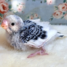 セキセイインコ  バイオレットパイド  💜🤍( * ˙θ˙ * )