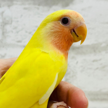 【最新画像・動画更新🪄】フルーツ界の妖精です🧚コザクラインコ(ルチノー) ヒナ