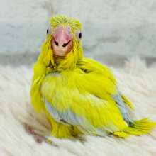 みんなを夢中にさせちゃうぞっ！！マメルリハ(アメリカンイエローファロー) 男の子 ヒナ