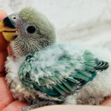 もっこもこのわた毛ちゃん☁️コザクラインコ(ブルーチェリーオパーリン) ヒナ
