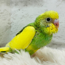【最新画像更新🪄】背中に隠れたハートを探せっ🔎セキセイインコ(パイド) ヒナ