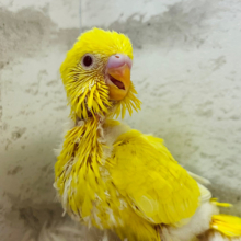 【最新画像更新🪄】ピッカピカのビタミンイエロー💛セキセイインコ(ルチノー) ヒナ