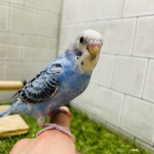 ⭐︎最新画像更新⭐︎  ふわふわワタワタベビー(´ω｀*) セキセイインコ(オパーリン)