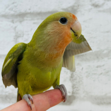 【動画更新🪄】コザ鳴きなら任せてよ！♬*°コザクラインコ(シナモン)