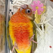 【動画更新🪄】うぶうぶ🐣わた毛ちゃん💭ウロコインコ(サンチーク) ヒナ