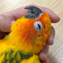 【最新画像更新🪄】甘々♡甘え方が可愛い子♡コガネメキシコインコ ヒナ