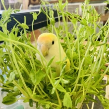 和やかでお花のような🌼かわいいシナモンカラーのコザクラインコさん💛🧡