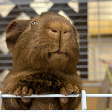 【動画更新🪄】可愛すぎるこぐまちゃん🐻ロシアンモルモット(男の子)