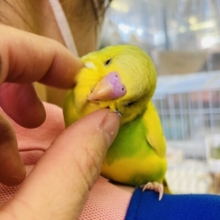 全方位かわいさで溢れてます❤︎*ˊᵕˋ 元気いっぱい♩手乗りセキセイインコさん🌟