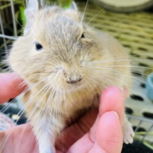 動画更新🆙癒しをお届け💟とっとこ走るよデグーさん♩🐾(サンド)♂