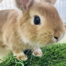 動画更新🆙ずぅっと見ていたいかわいさ❤︎*ˊᵕˋ ネザーランドドワーフちゃん､女のコ🍊♀
