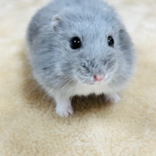 最新画像更新💖可愛さ満点🥰ロシアンブルーハムスターの男の子