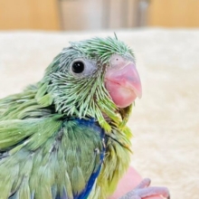 【最新画像更新】元気いっぱいミニミニ怪獣🦕💕マメルリハ（ノーマル）男の子　ヒナ