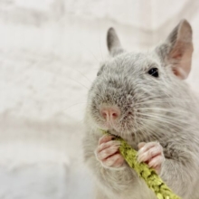 【動画更新🪄】食べるのダイスキ！！！デグー(シルバー) 男の子