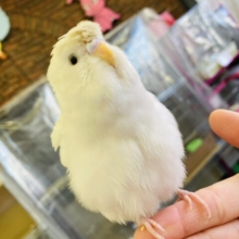 ラブリ–バ–ド🤍₊˚ɞ 天使の梵天セキセイインコちゃん🕊️✨