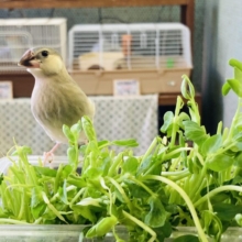 春一番🌸一人餌になりました🫧かわいい手乗り桜文鳥さん❢❢🌸